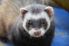 FERRET