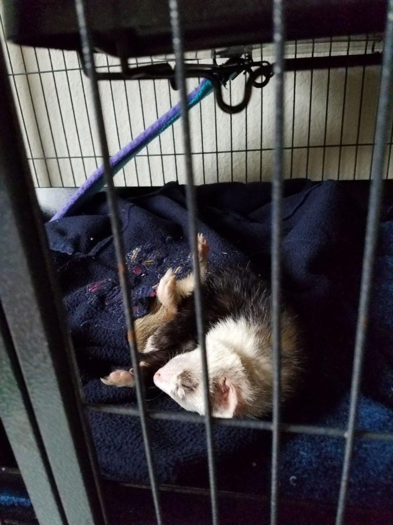 Ferret Lifespan How Long Do Pet Ferrets Live Tikitavi Ferrets