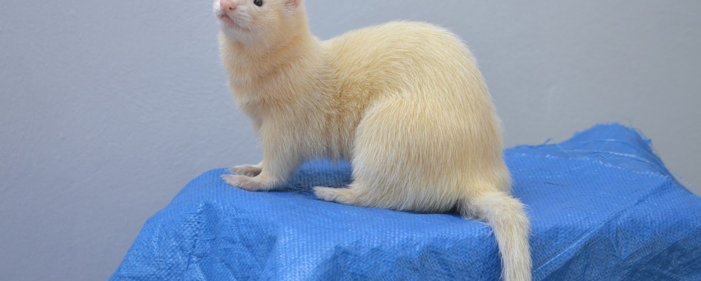 All About Ferrets