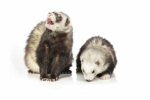 ferrets