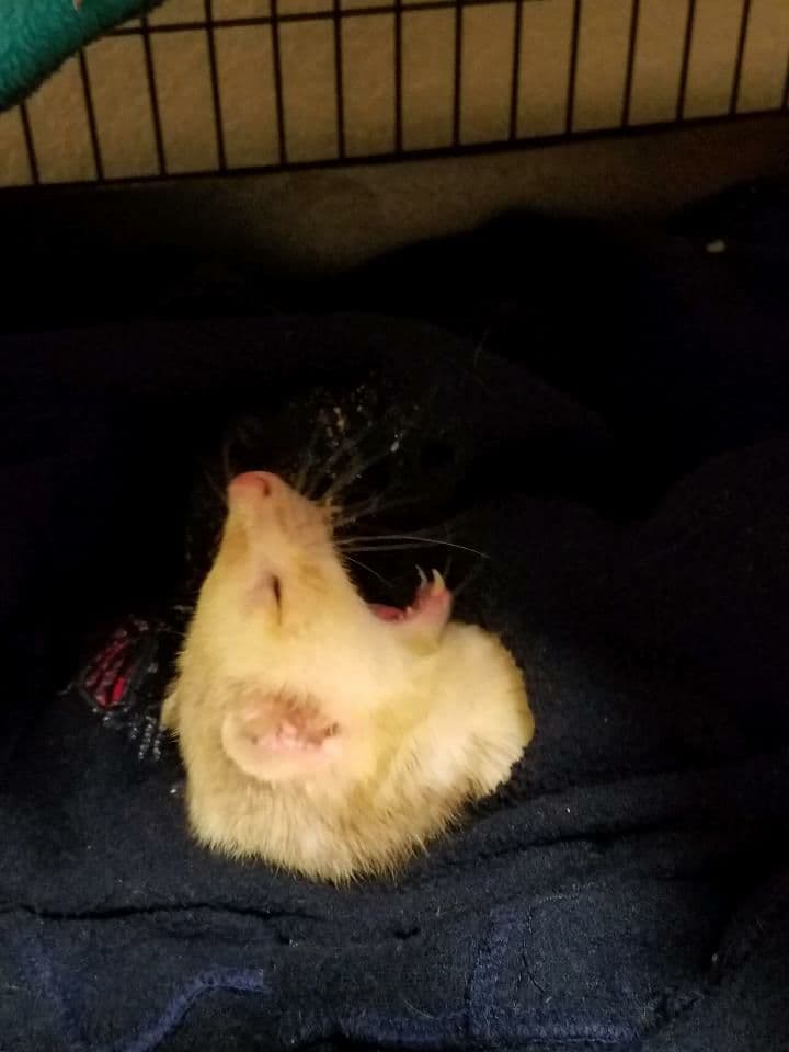 Why Does Ferret Fur Turn Yellow? Tikitavi Ferrets