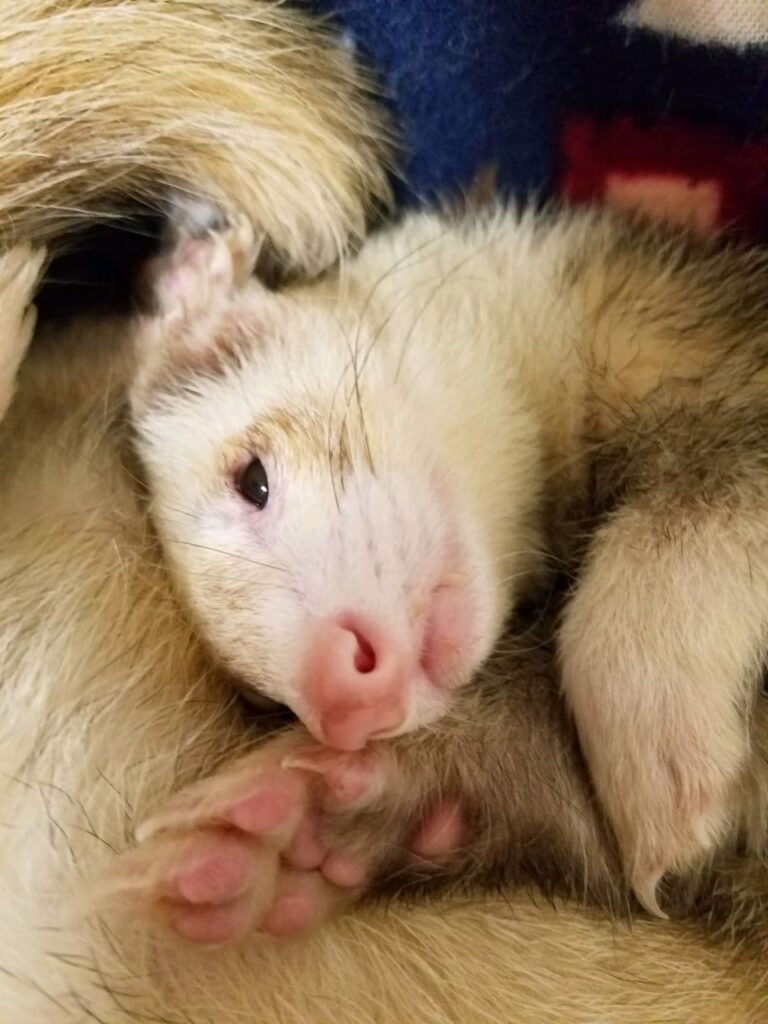 Why Does Ferret Fur Turn Yellow? Tikitavi Ferrets
