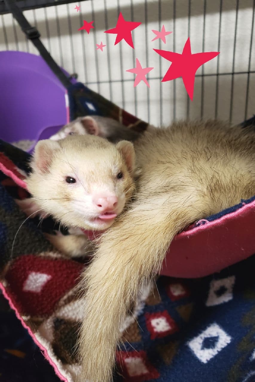 Why Does Ferret Fur Turn Yellow? Tikitavi Ferrets