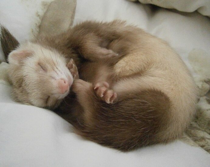 YOUNG FERRET