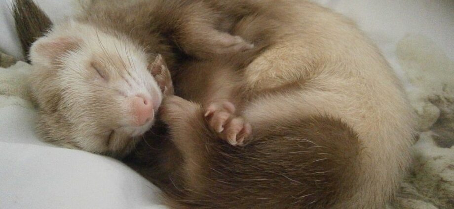 YOUNG FERRET